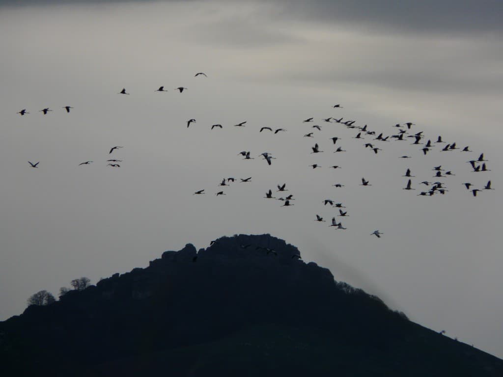 vol de grues face au Mondarrain
