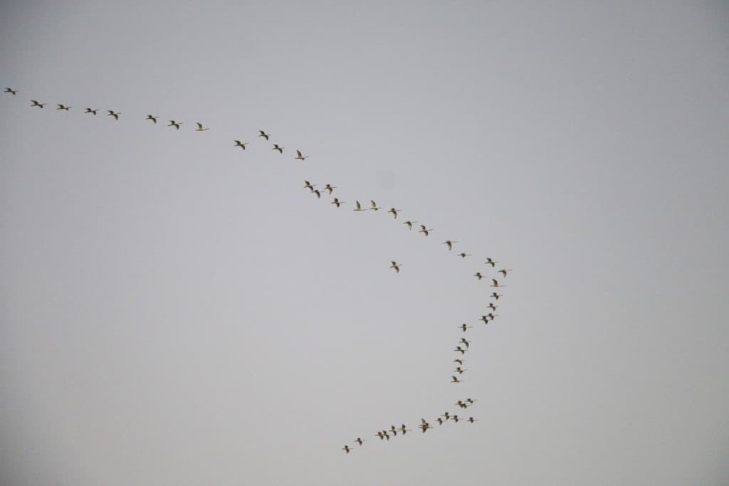 Les grues cendrées en route vers le Sud