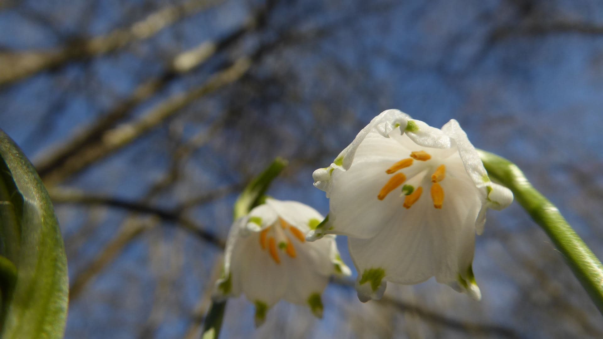 Nivéoles en fleurs