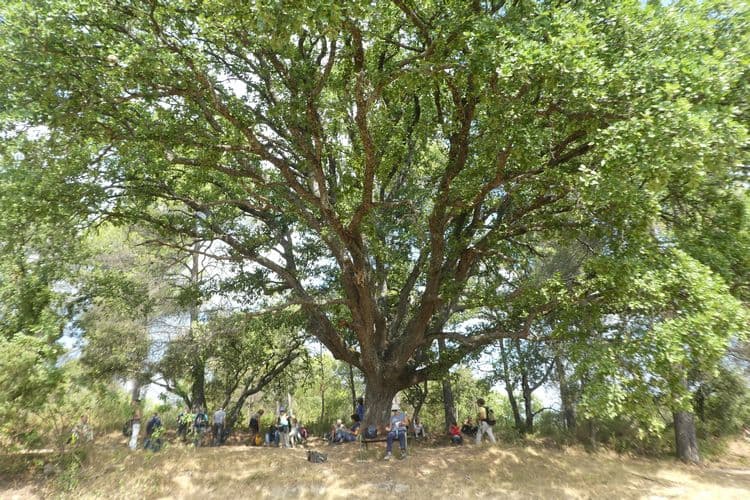Chêne remarquable dans les bois de Peyrolles