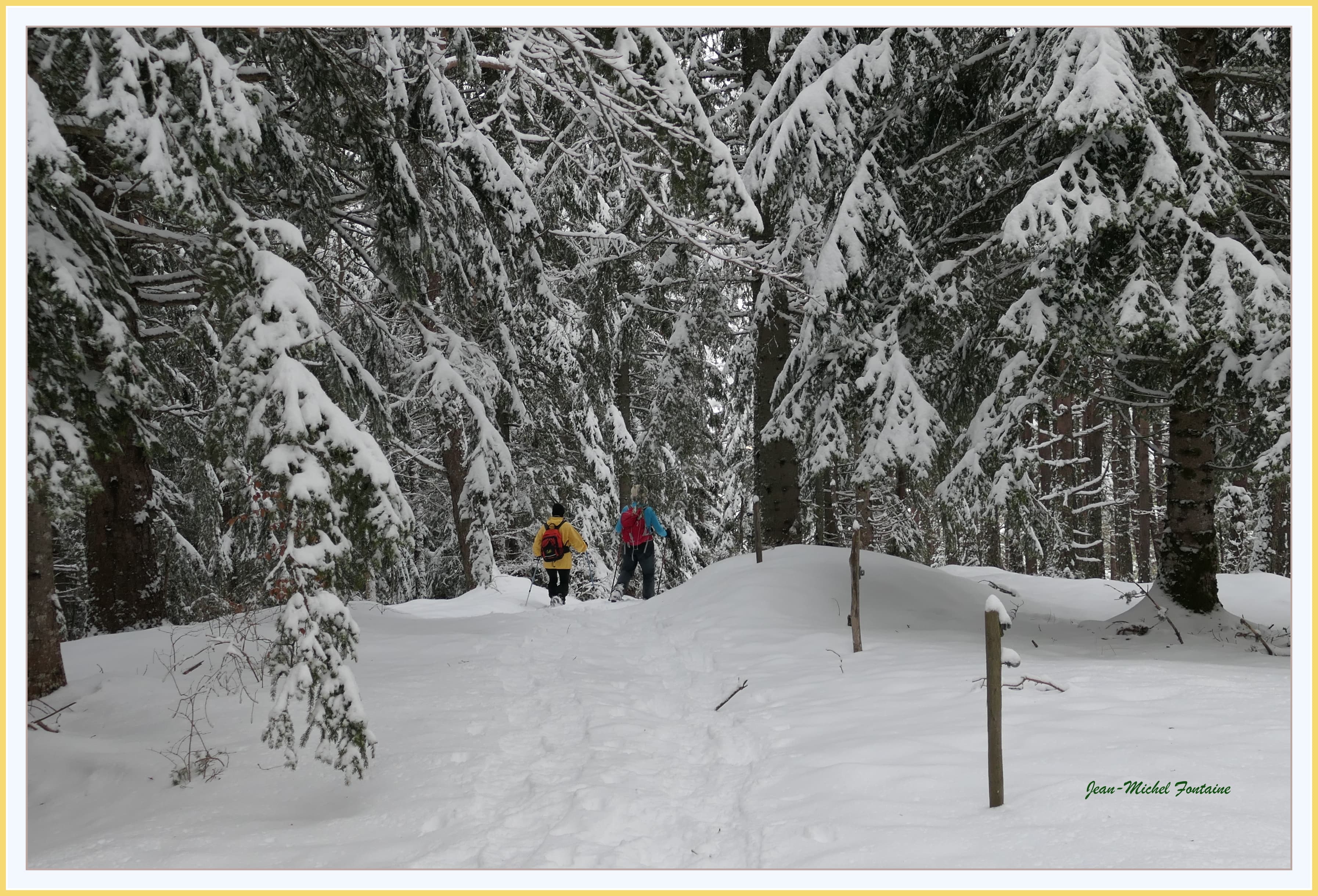 promenade en forêt