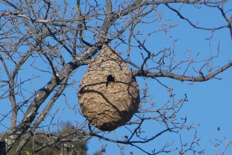 énorme nid de frelons accroché à un arbre