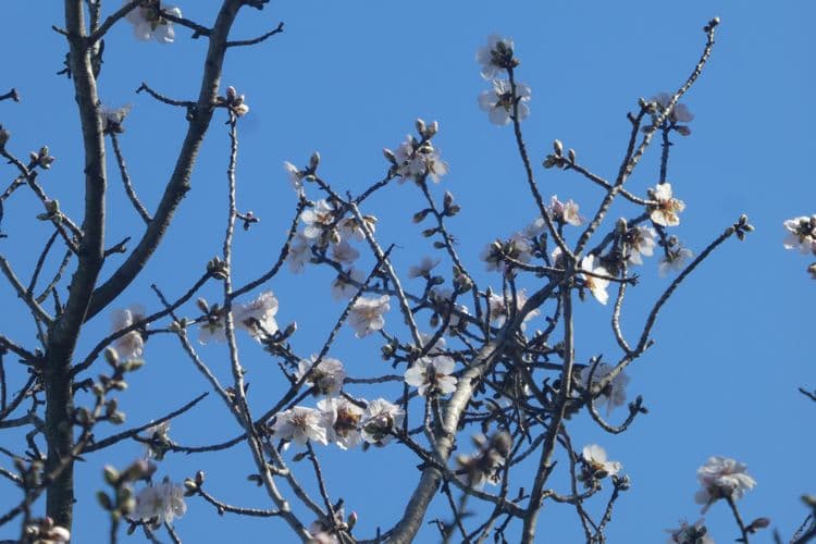 première fleurs d'amandier chemin des peintres