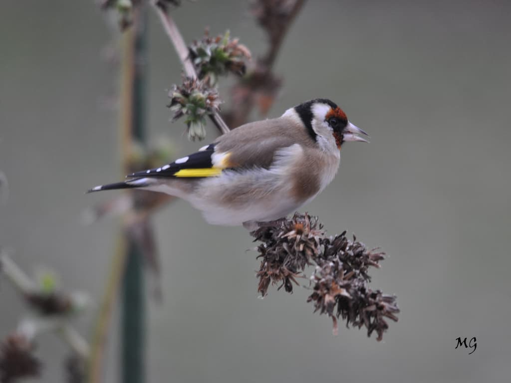 Espèce en danger !!!