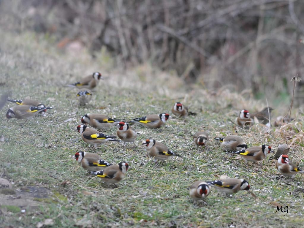 L'hiver aidez nous à survivre ... merci pour tous les oiseaux !!!