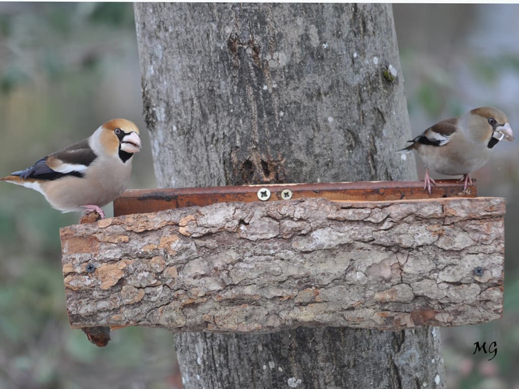 Monsieur et madame Gros bec !!!