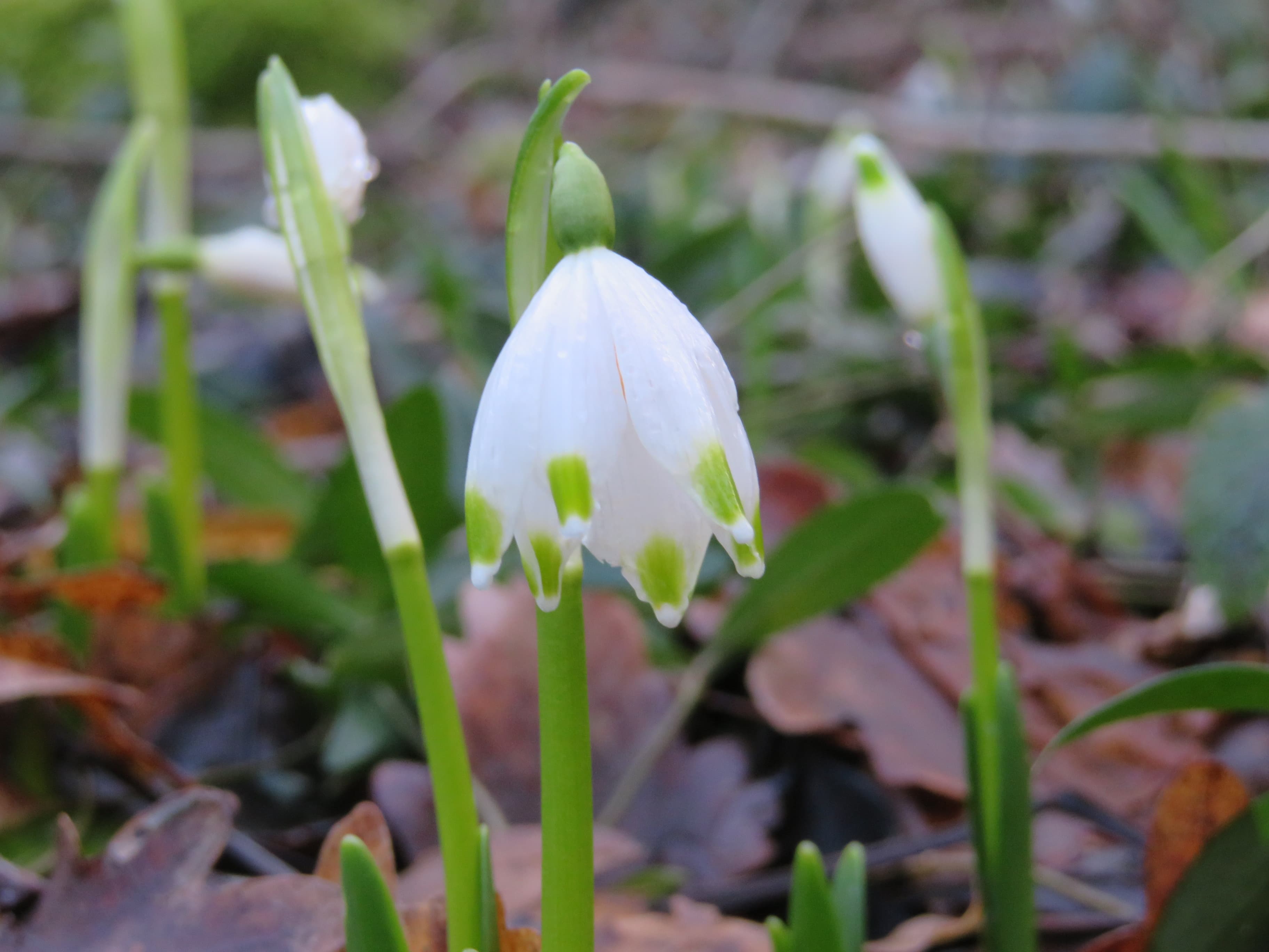 Les nivéoles de printemps sont au rendez-vous