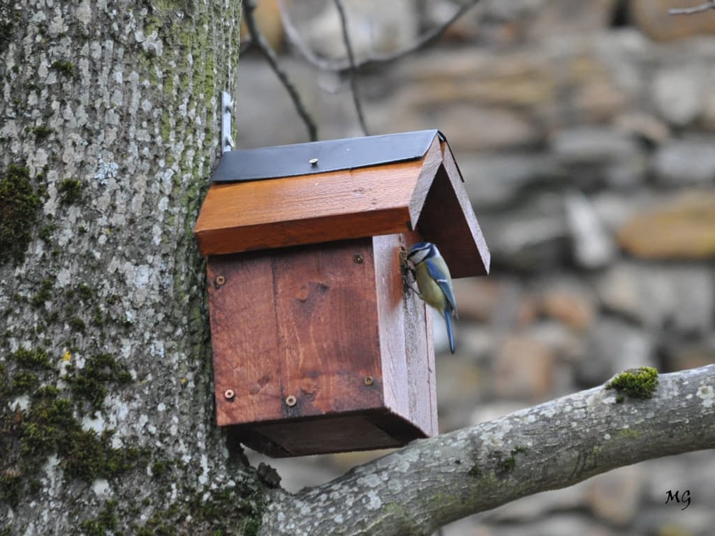 Mésange aménageant dans son nouveau "logis" !!!