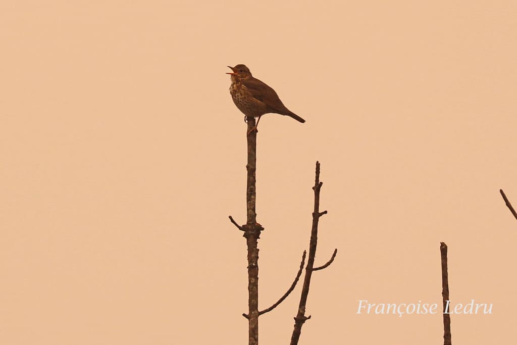 Grive musicienne dans un ciel orange