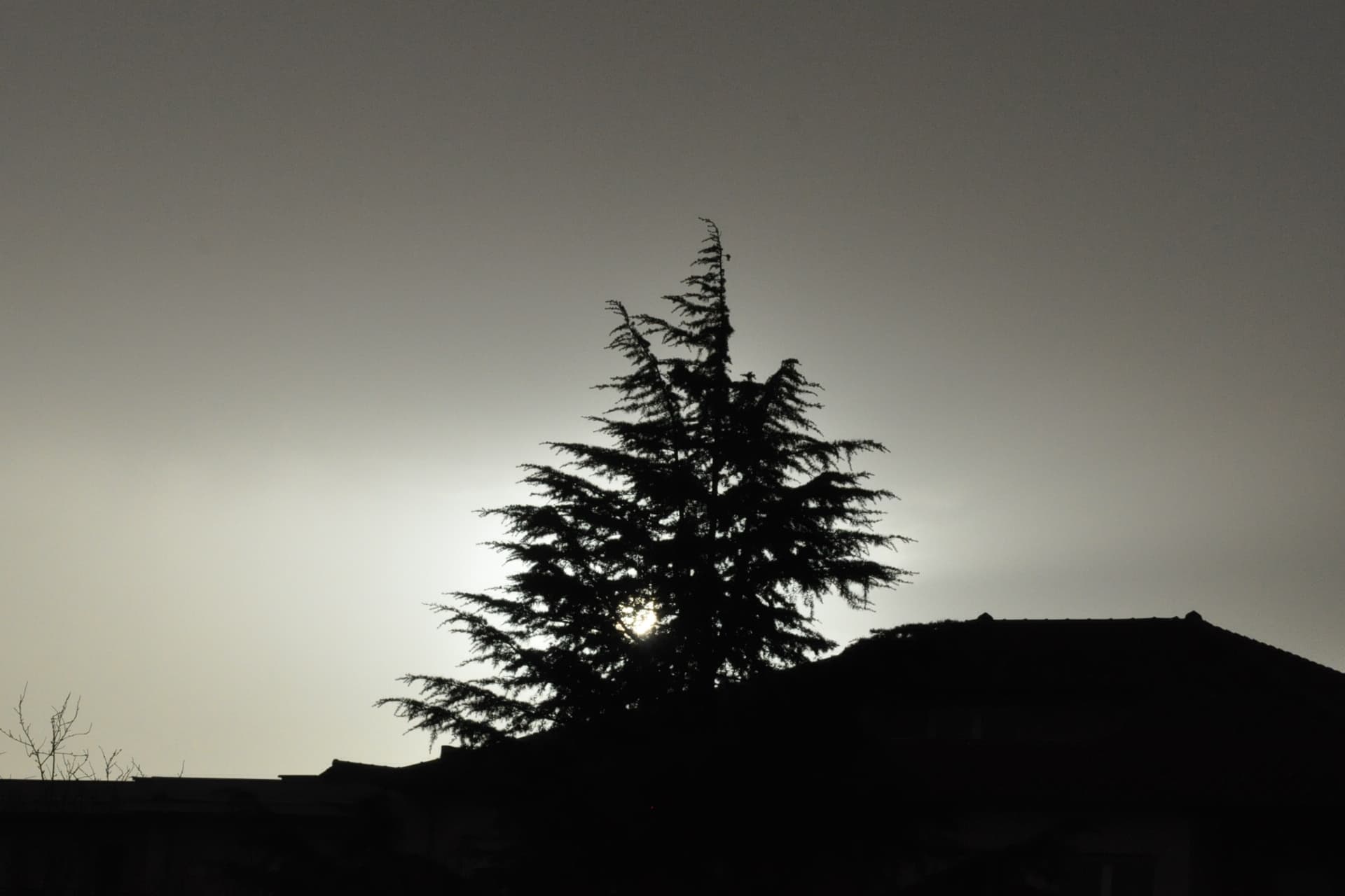 fin de journée , au travers d'un arbre