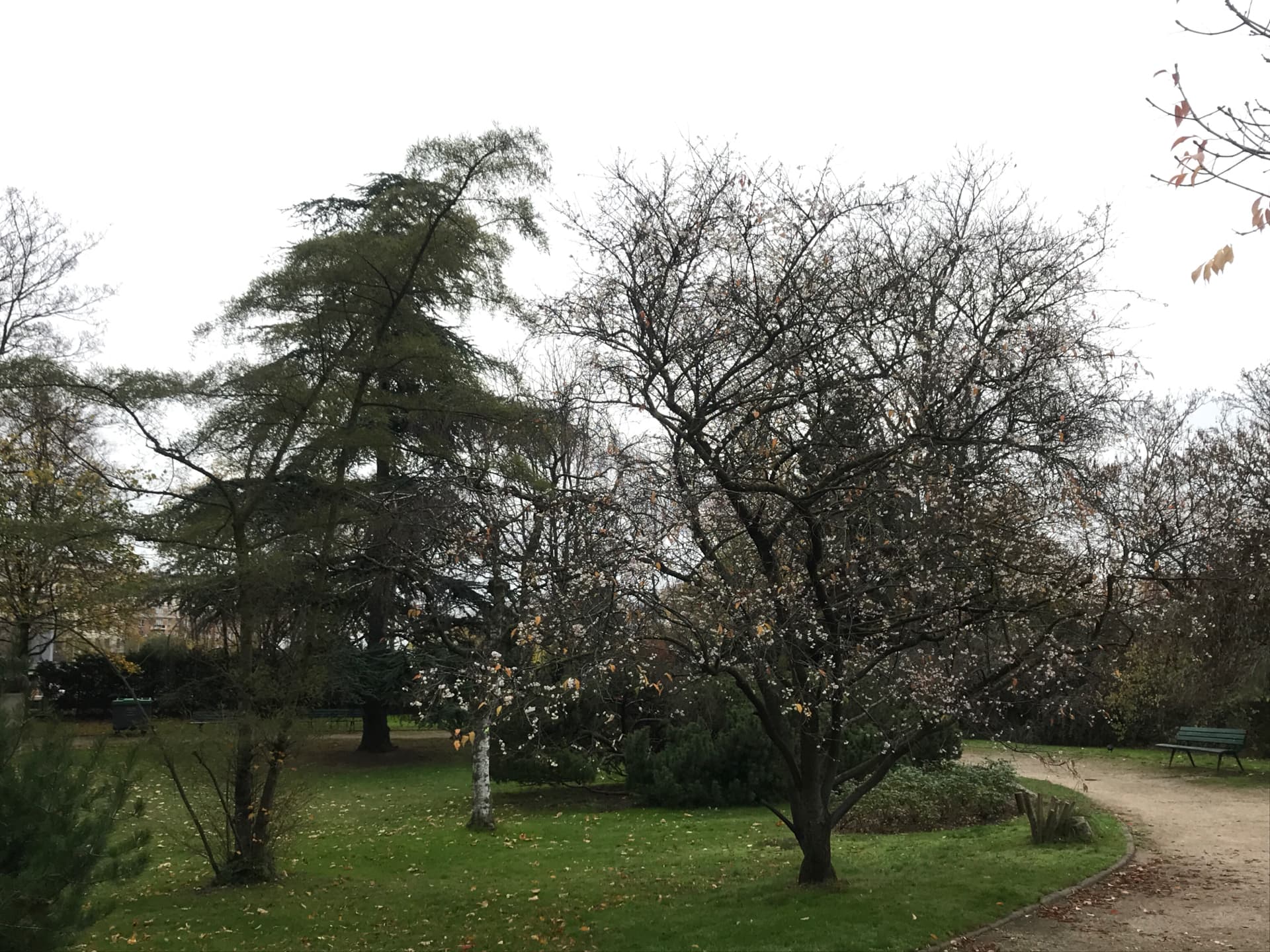 cerisiers-en-fleurs-aux-serres-dauteuil