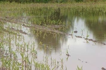 Image d'illustration pour Agriculture, faune et flore impactés par la pluie au Nord de la France