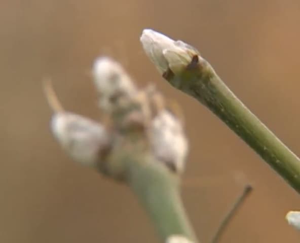 Image d'illustration pour Les conséquences de la douceur de ce début d'hiver