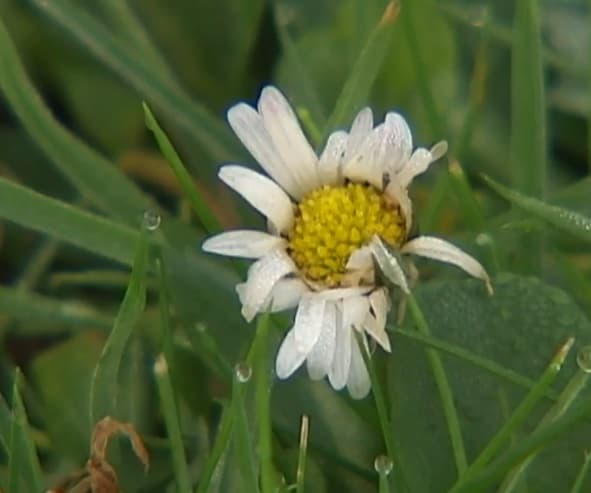Image d'illustration pour Les conséquences de la douceur de ce début d'hiver