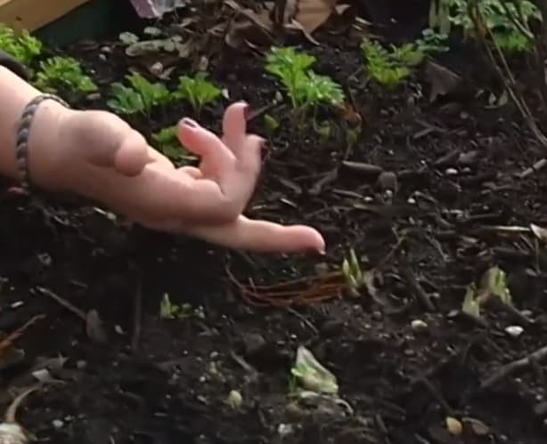 Image d'illustration pour Les conséquences de la douceur de ce début d'hiver