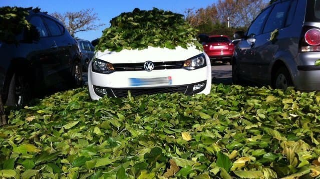 Image d'illustration pour Chute brutale des feuilles sous l'effet du gel