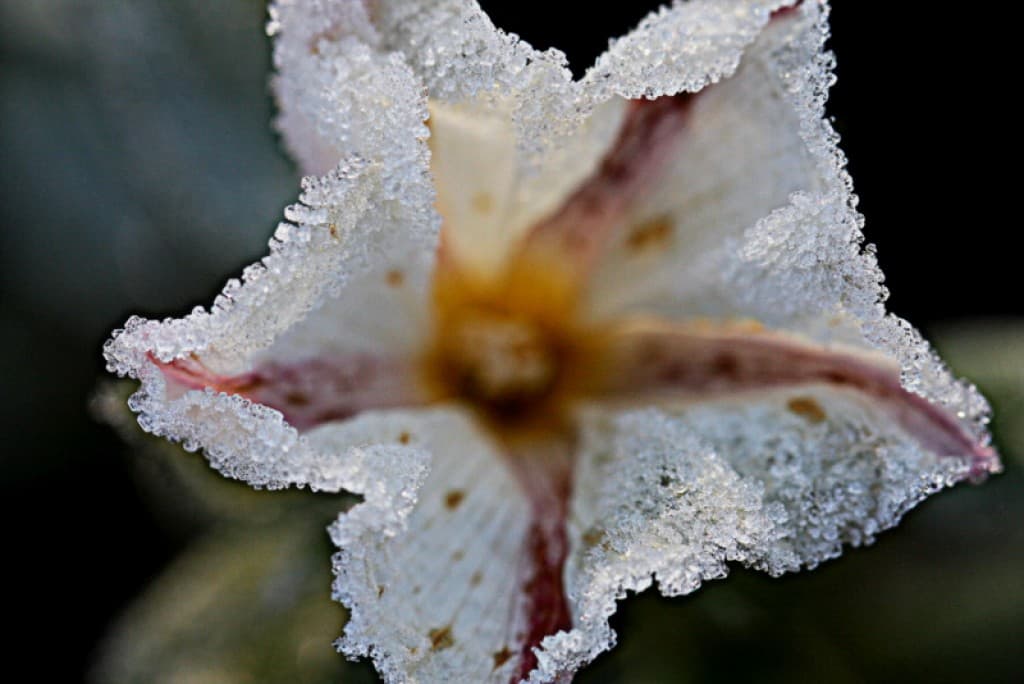Image d'illustration pour Vos plus belles photos de givre