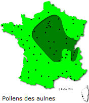 Image d'illustration pour Marronnier de Genève, printemps, pollens et allergies