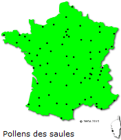 Image d'illustration pour Marronnier de Genève, printemps, pollens et allergies