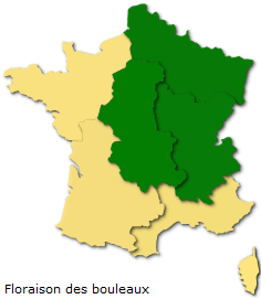 Image d'illustration pour Marronnier de Genève, printemps, pollens et allergies