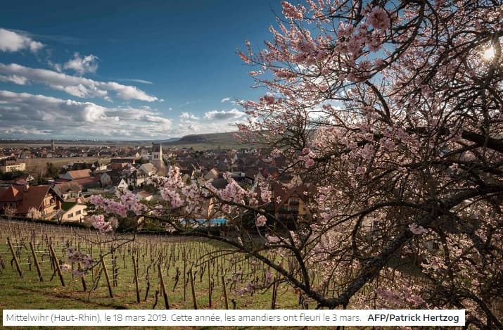 Image d'illustration pour Marronnier de Genève, printemps, pollens et allergies
