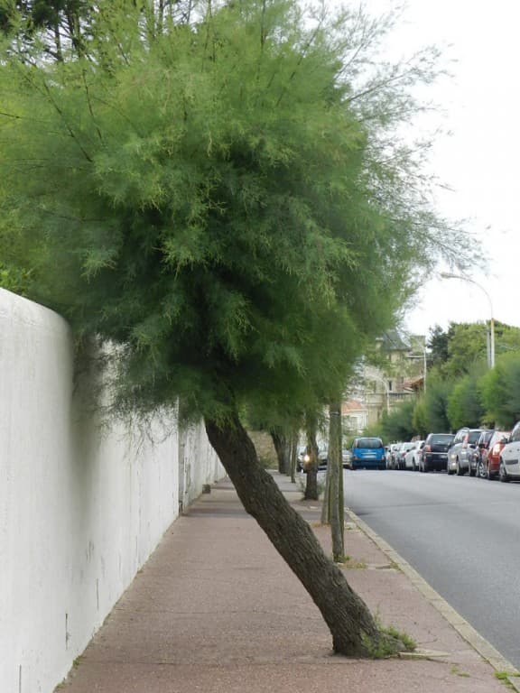 Trottoir 
