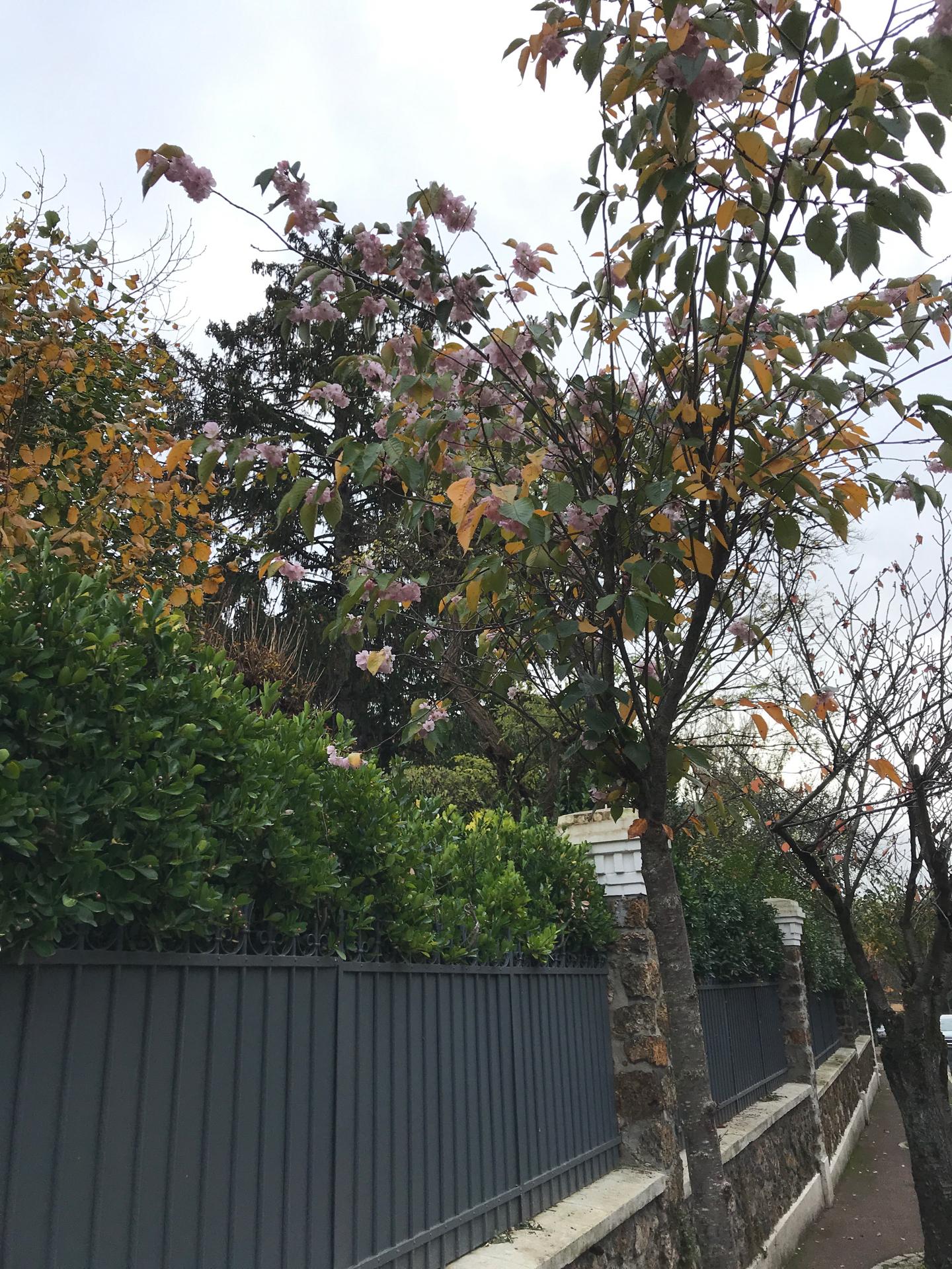 cerisiers-en-fleurs-a-saint-cloud
